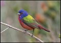 _8SB8381 painted bunting